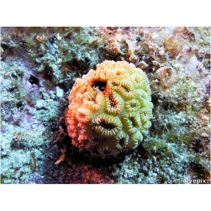 ALT TRAVERS TAKOZU GOLF A3 13>